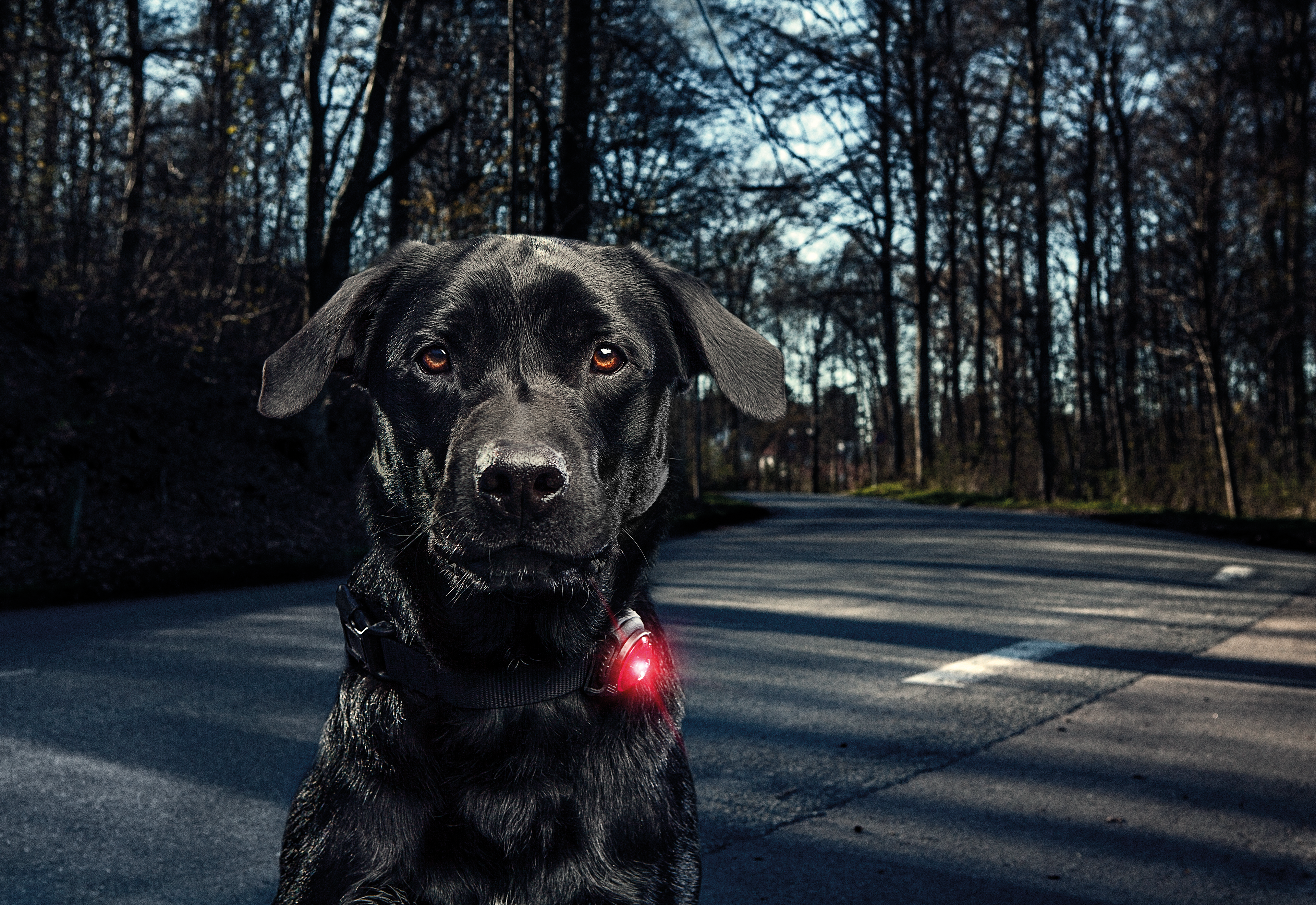 Light dogs. Фонарь Orbiloc на собаке.